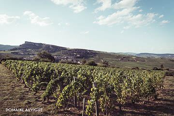 Domaine Auvigue - Mâconnais